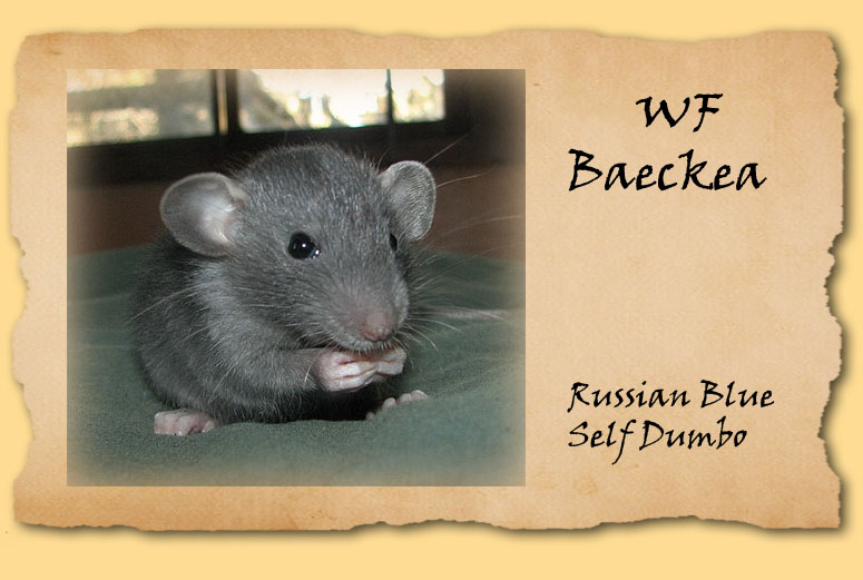 Baeckea