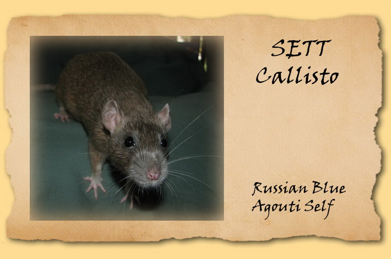 Callisto