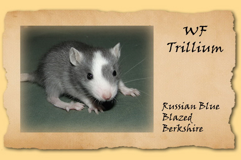 Trillium