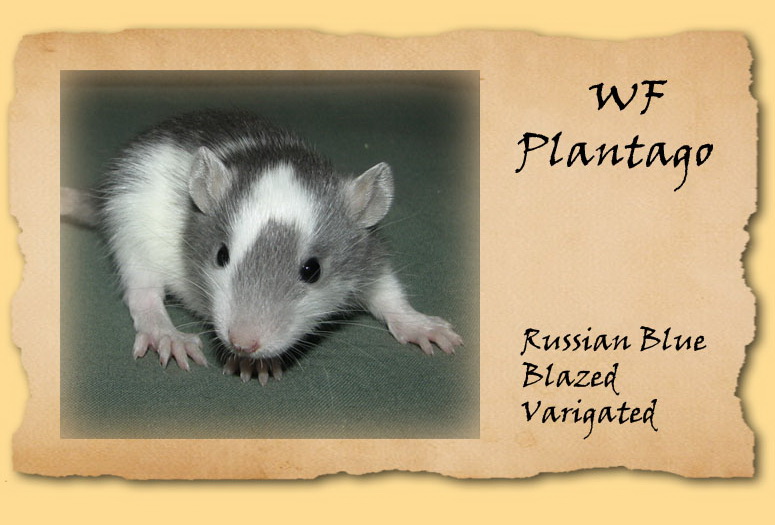 Plantago